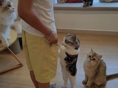 -有喵·猫咖·狗咖·30几只猫10只小狗(岗厦店)