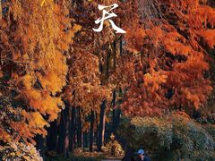 -上海共青森林公园