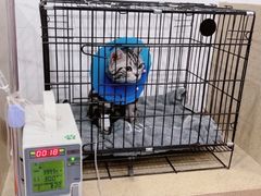 -伟伟宠物医院·CT影像中心·瑞派犬猫综合性门诊(汉口总院)