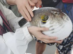 -小猫钓鱼海钓俱乐部(椰梦长廊店)