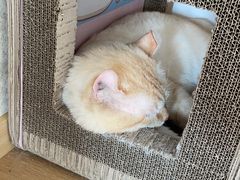 -猫腻·猫咖·撸猫馆(星光大道店)