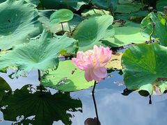 -荷塘月色湿地公园·向阳花洲