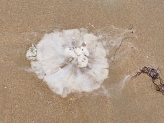 -北戴河东海水浴场