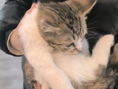 -美联众合宠物医院·爱萌分院·内外科·猫科中心