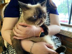 -more than meow吴止猫主题餐厅(承德 中船汇店)