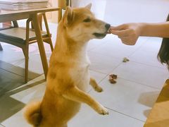 -柴务处·柴犬主题狗咖