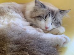 -猫的茶·猫咖