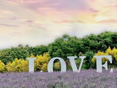 -紫颐香薰山谷景区