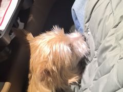 -枫花园汽车电影院(朝阳公园店)