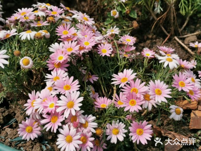 上海长兴岛郊野公园图片