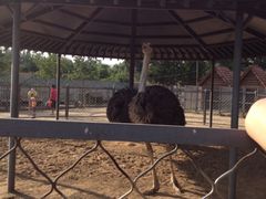 -意大利农场度假村