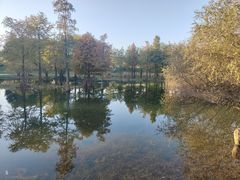 -贡湖湾湿地公园