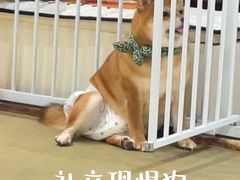 -逗柴咖啡屋·狗咖猫咖宠物桌游