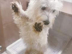 -翊宠yipet猫狗购宠庄园犬舍•猫舍