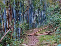 -黄埔油麻山森林公园