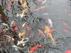 -合肥滨湖国家森林公园