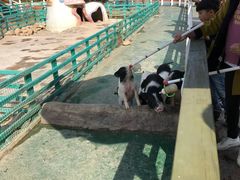 -灵玲国际马戏城