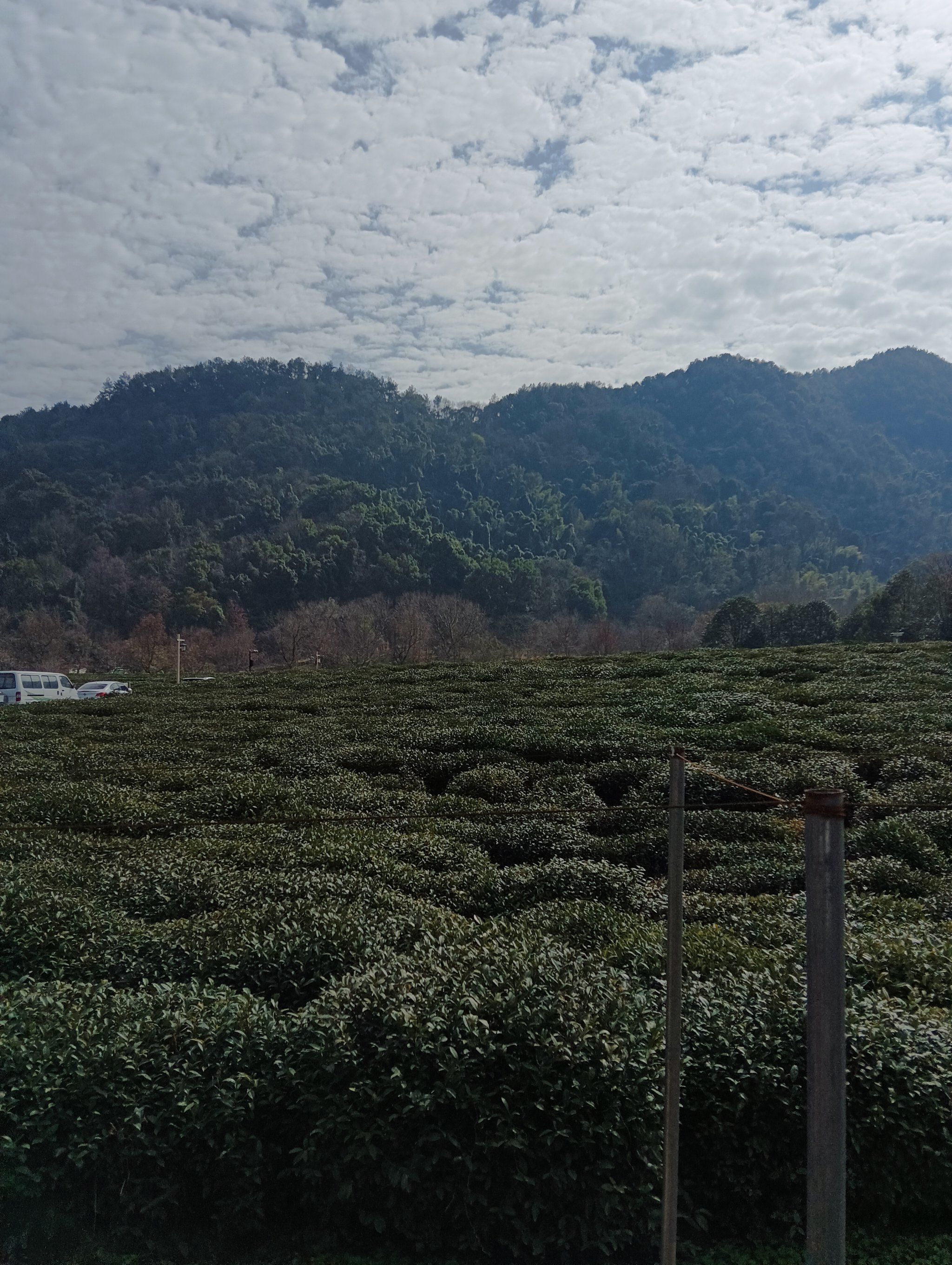 0元玩转这座城#茶山#龙井湖#盘点小众的春日采茶地