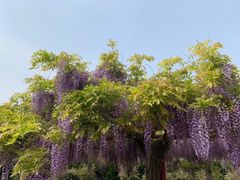 -嘉定紫藤园