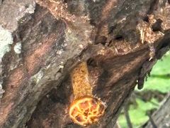 -五营红松林海景区