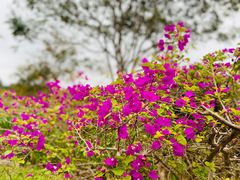 -中国科学院西双版纳热带植物园