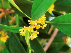 -四川大学(华西校区)