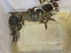 -黄记大闸蟹专卖店·活蟹·醉蟹