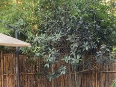 -往来·竹里.宝宝宴.生日宴.团建.宴席(花乡农居店)