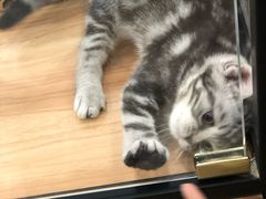 -袖虎·猫馆(体育西路店)