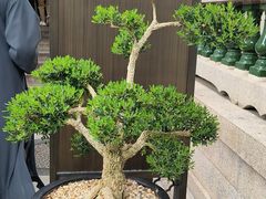 -南普陀素菜馆