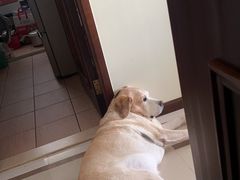 -FAELING PETS美天灵宠物(富力广场店)