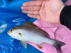 -西涌国际滨海旅游区