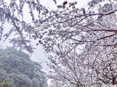 -武汉大学-樱园