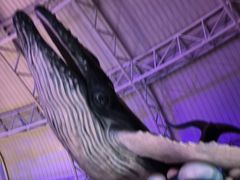 -烟台海昌鲸鲨海洋公园