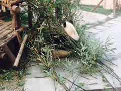 -成都大熊猫繁育研究基地