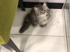 -艾吉宠物医院·疑难杂症转诊中心·猫友好(碧江路院)