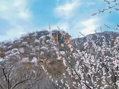 -大岭沟猕猴桃谷风景区