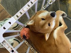 -酷以爬仙阁实体爬宠店·守宫·蜥蜴·专业繁育