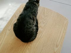 -平行世界·猫咖(首经贸店)