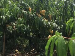 -南汇新场正宗水蜜桃采摘