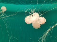 -多彩贵州城极地海洋世界