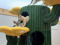 -帕帕拉兹宠物(亚洲旗舰店)