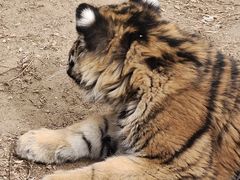 -鄂尔多斯野生动物园