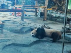 -武汉动物园