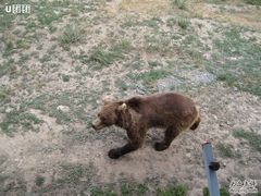 -新疆天山野生动物园