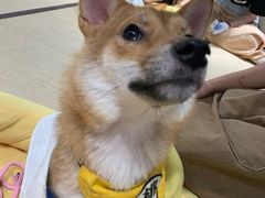 -逗柴咖啡屋·狗咖猫咖宠物桌游