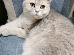 -逗柴咖啡屋·狗咖猫咖宠物桌游