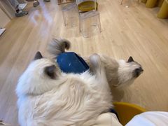 -有喵·猫咖·狗咖·30几只猫10只小狗(岗厦店)