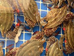 -郭姐·威海渔村(黄兴路店)