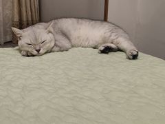 -关爱宠物医院·猫科中心·消化科(滨湖万达分院)